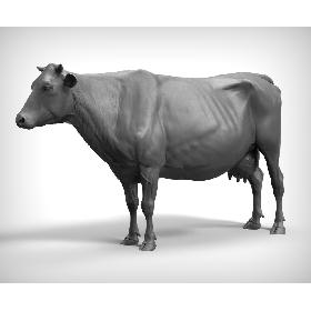 3D Cow Realistic